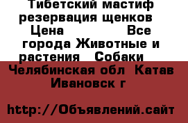 Тибетский мастиф резервация щенков › Цена ­ 100 000 - Все города Животные и растения » Собаки   . Челябинская обл.,Катав-Ивановск г.